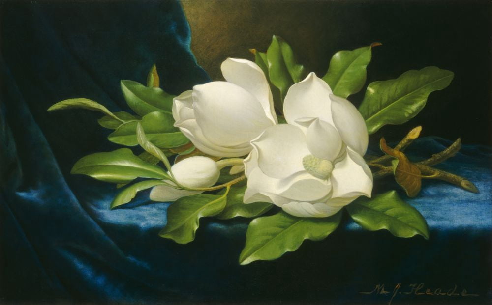Giant Magnolias On A Blue Velvet Cloth Canvas Art - (24 x 18)