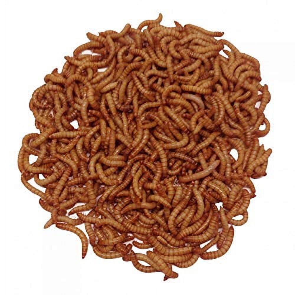 Giant Mealworms Jumbo Mealworms for Feeding Reptiles, Chickens, Fish