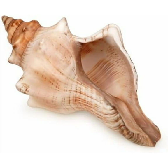 Giant Natural Conch Shell, Striped Fox Conch Seashell 1 Shell 6-7 inches, Large Sea Shell for Vase Filler, Air Plants, Wedding Decor Beach Theme Party