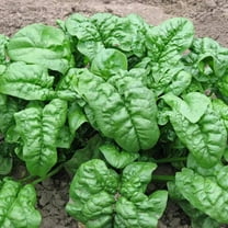 Giant Noble Spinach Seeds | NON-GMO | Heirloom | Fresh Garden Seeds BULK