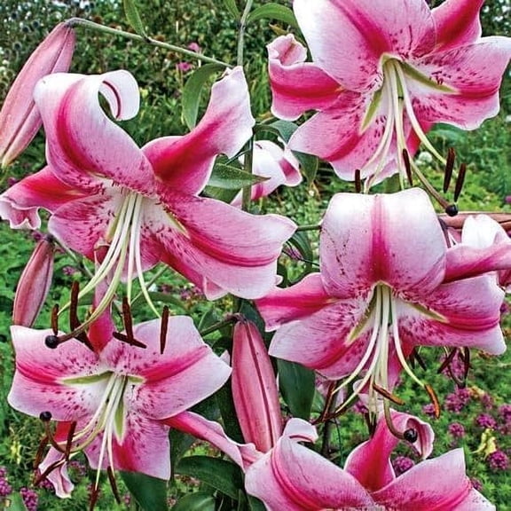 Giant Orienpet Lily Anastasia Bulbs for Planting (5 Bulbs)