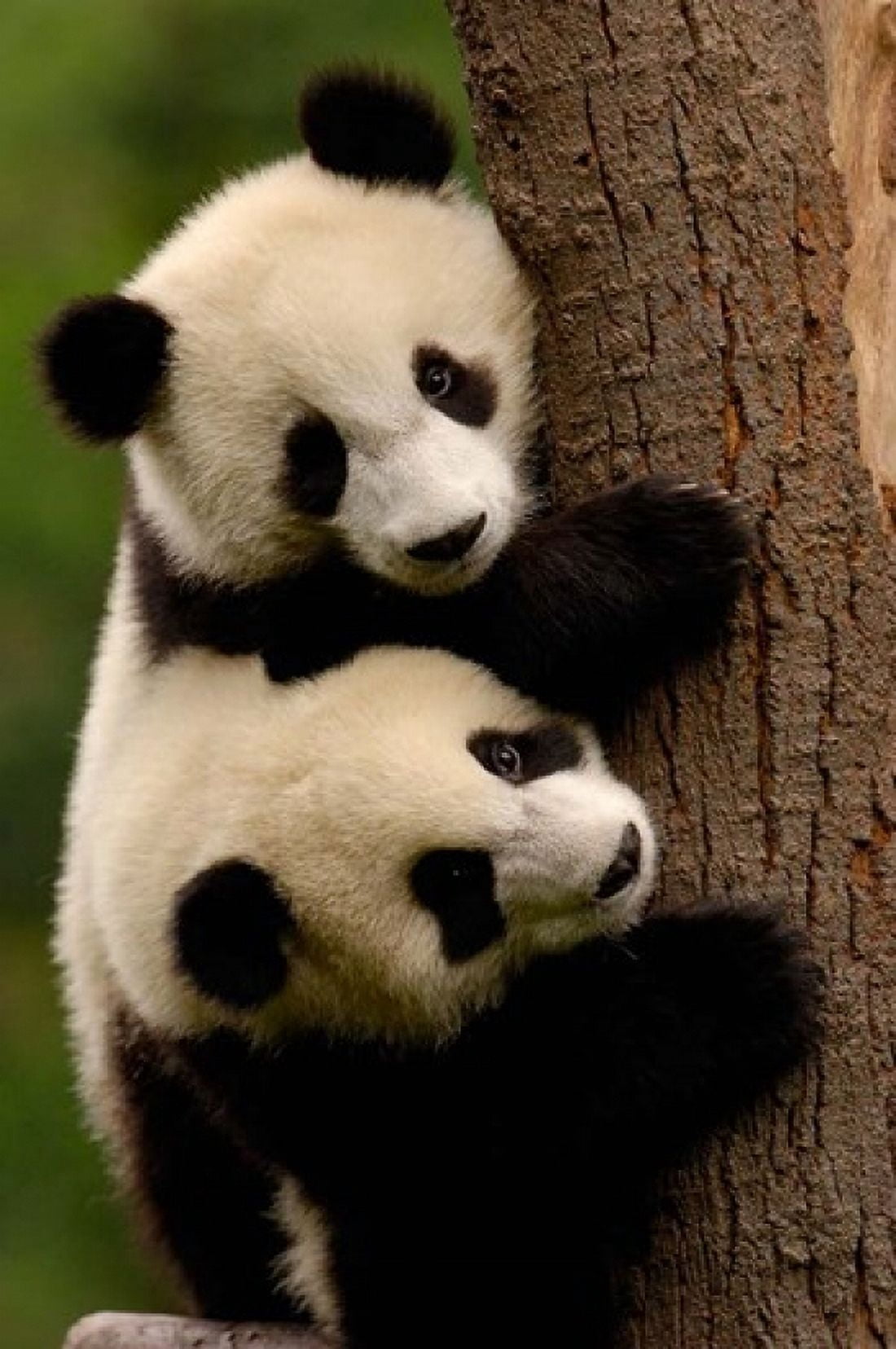 Giant Panda Babies Wolong China Conservation and Research Center for the Giant Panda Sichuan Province China Canvas Art - Pete Oxford DanitaDelimont (25 x 38)