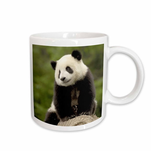 3drose, Giant Panda Bears, Wolong China Conservation, China-as07 Pox0389 - Pete Oxford, 15oz Mug