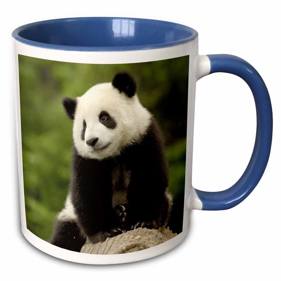 3drose, Giant Panda Bears, Wolong China Conservation, China-as07 Pox0389 - Pete Oxford, 15oz Two-tone Blue Mug