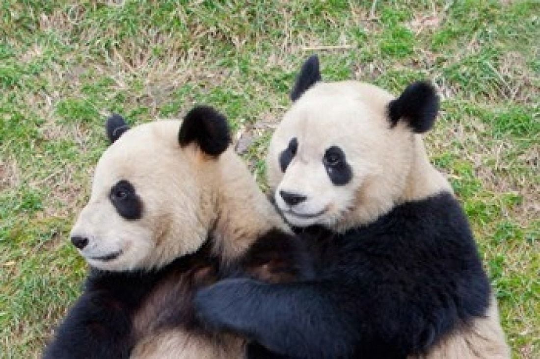 Giant Panda China Canvas Art - Alice Garland DanitaDelimont (36 x 24)