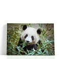 thumbnail image 1 of Giant Panda During His Lunch - Wrapped Canvas Print Wall Art | 30" W x 20" H, 1 of 4