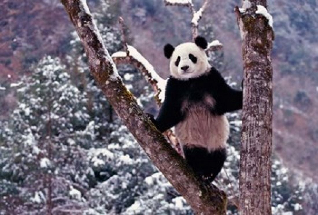Giant Panda Standing on Tree Wolong Sichuan China Canvas Art - Keren Su DanitaDelimont (18 x 12)