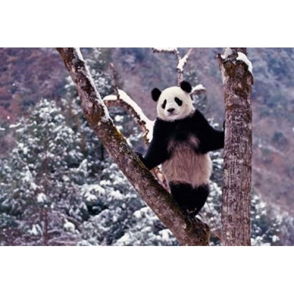 Giant Panda Standing on Tree Wolong Sichuan China Canvas Art - Keren Su DanitaDelimont (18 x 12)