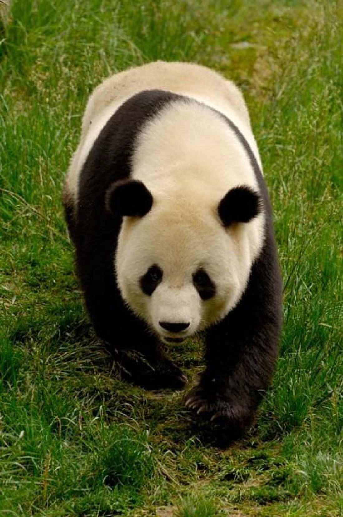 Giant Panda Walking Canvas Art - Pete Oxford DanitaDelimont (18 x 24)