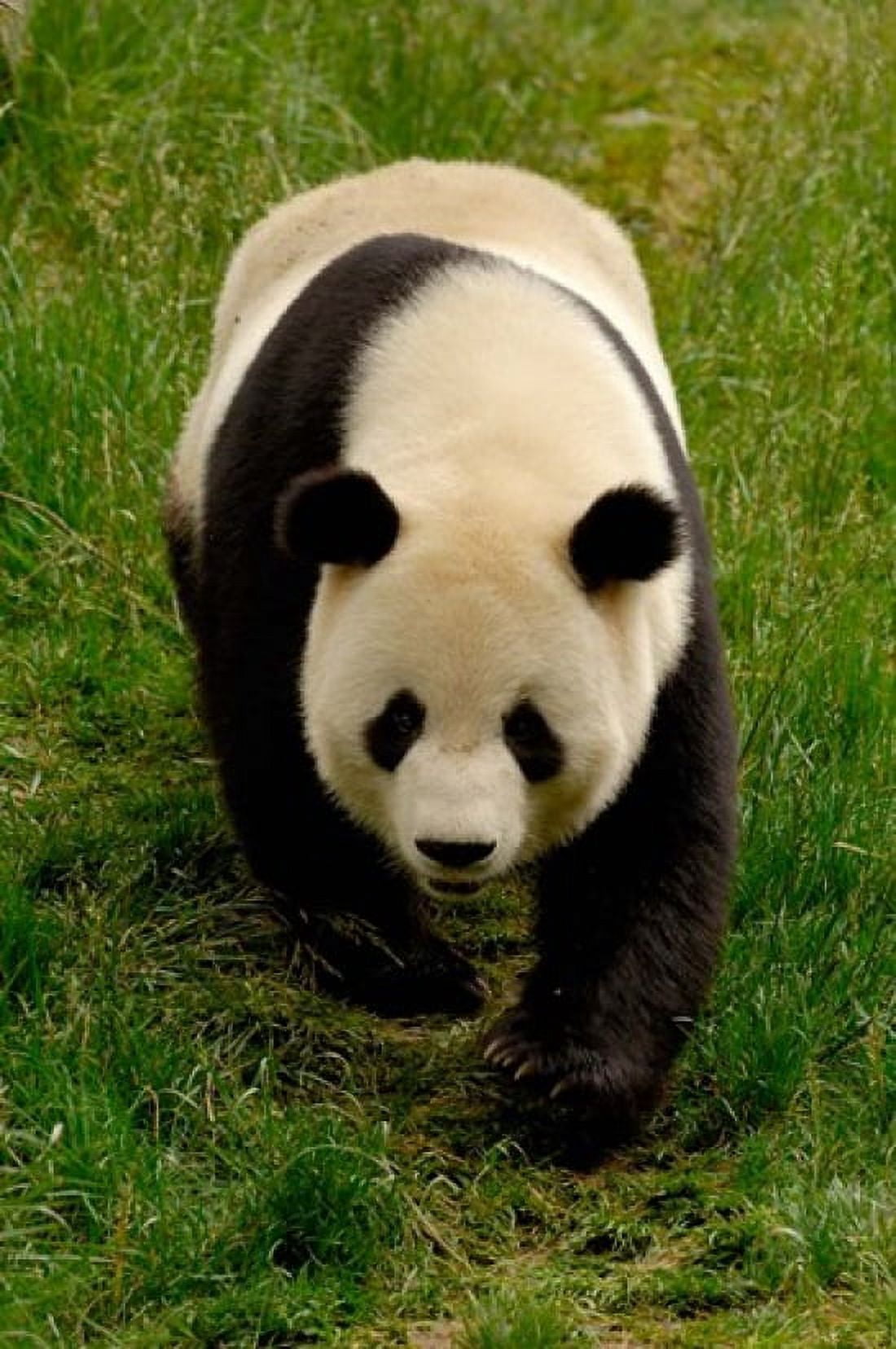 Giant Panda Walking Canvas Art - Pete Oxford DanitaDelimont (25 x 38)