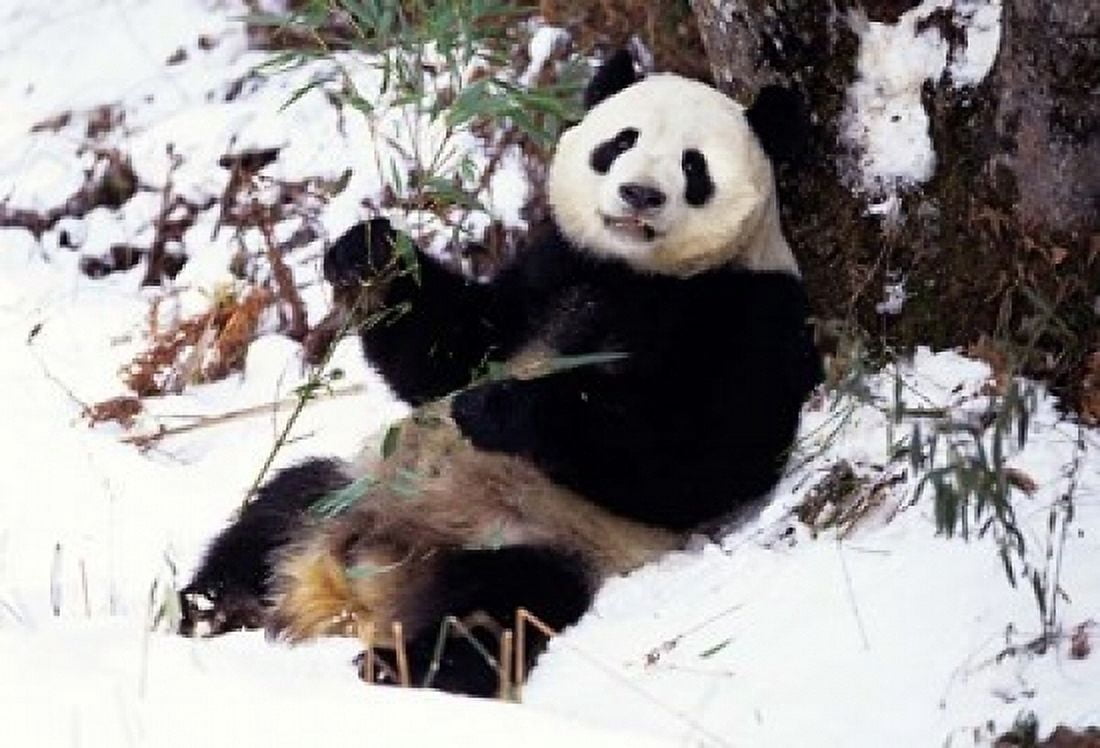 Giant Panda With Bamboo Wolong Nature Reserve Sichuan Province China Canvas Art - Charles Crust DanitaDelimont (24 x 15)
