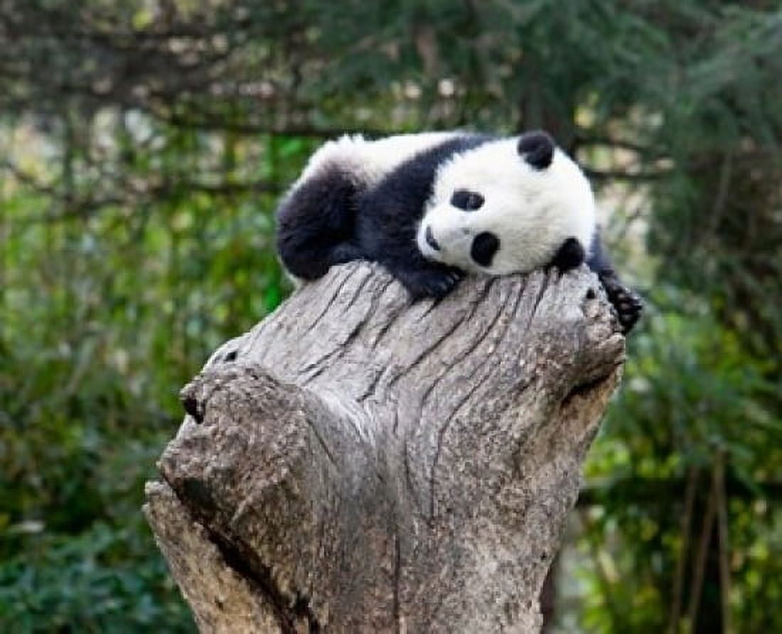 Giant Panda Wolong Reserve China Canvas Art - Alice Garland DanitaDelimont (20 x 16)