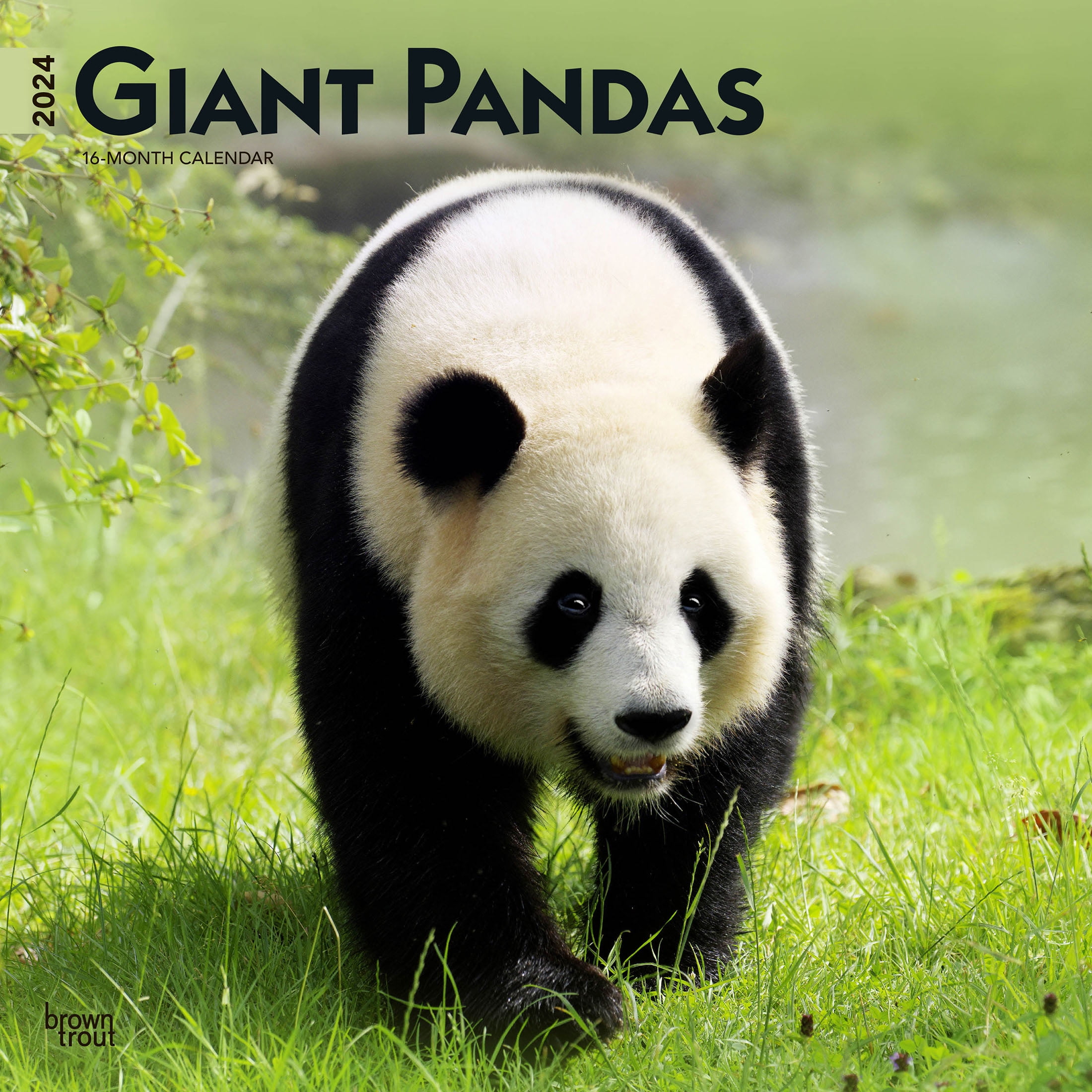 Giant Pandas 2024 12x24" (Hanging) Square Wall Calendar BrownTrout