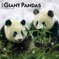 thumbnail image 1 of Giant Pandas 2025 12 X 24 Inch Monthly Square Wall Calendar Plastic-Free, (Paperback), 1 of 9