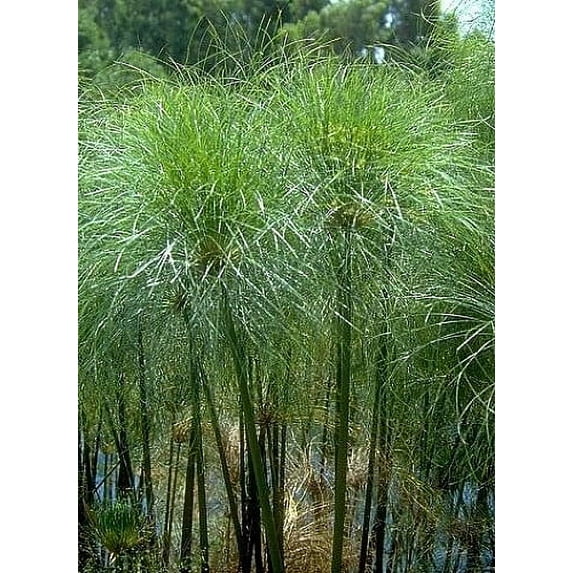 Giant Papyrus - Cyperus - 25 Seeds