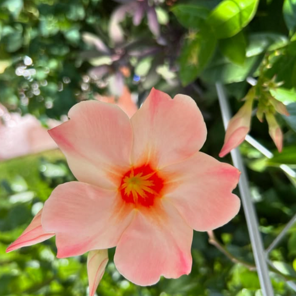Giant Peach Sunrise Mandevilla Plants Live with Large Flowers, Mandevilla Plant Live 4-8 Inch