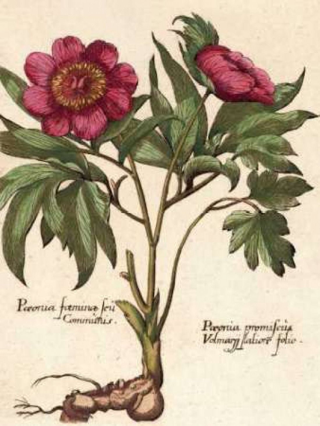 Giant Peony I Canvas Art - Ludwig Van Houtte (18 x 24)