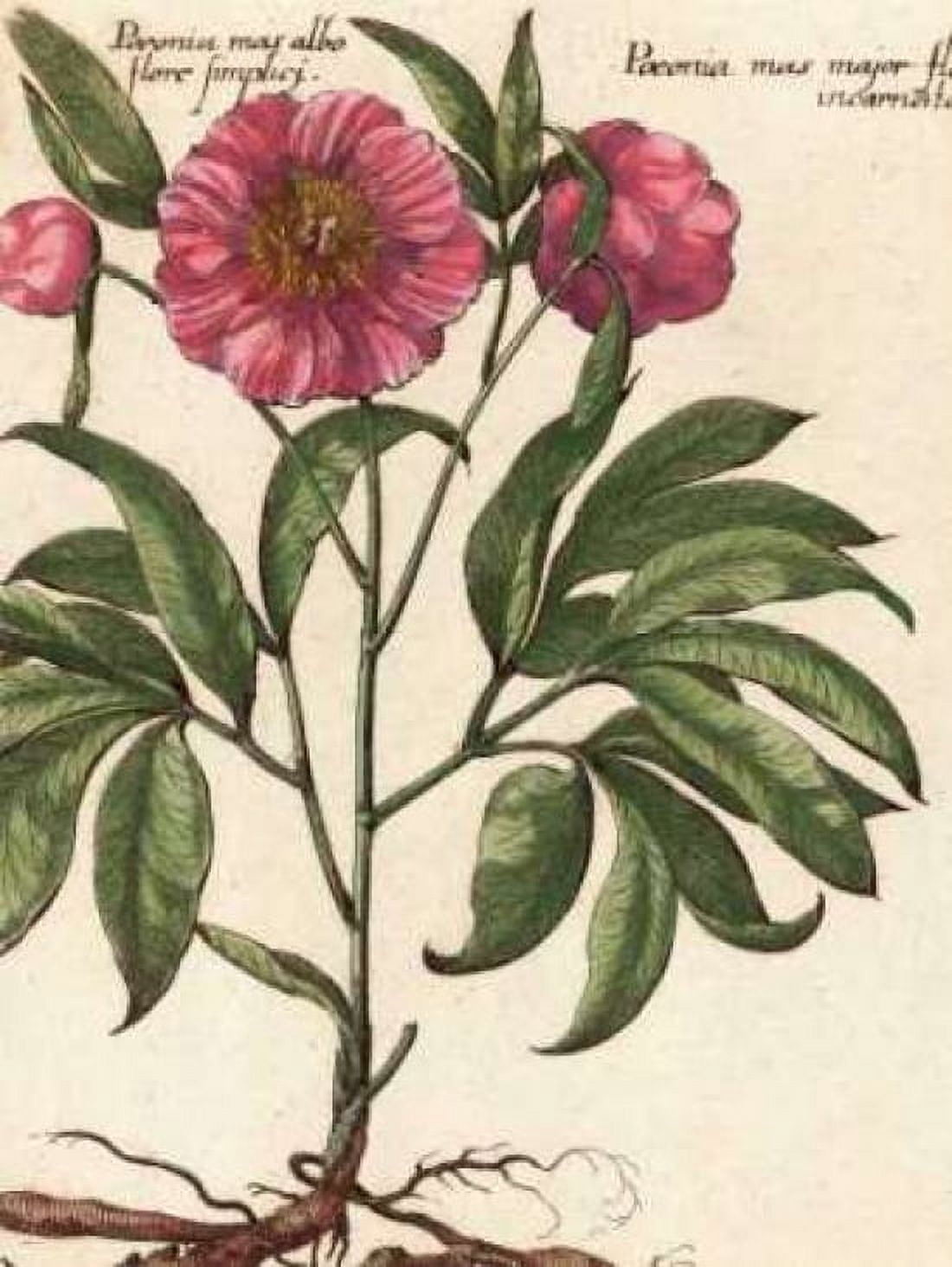Giant Peony II Canvas Art - Ludwig Van Houtte (18 x 24)