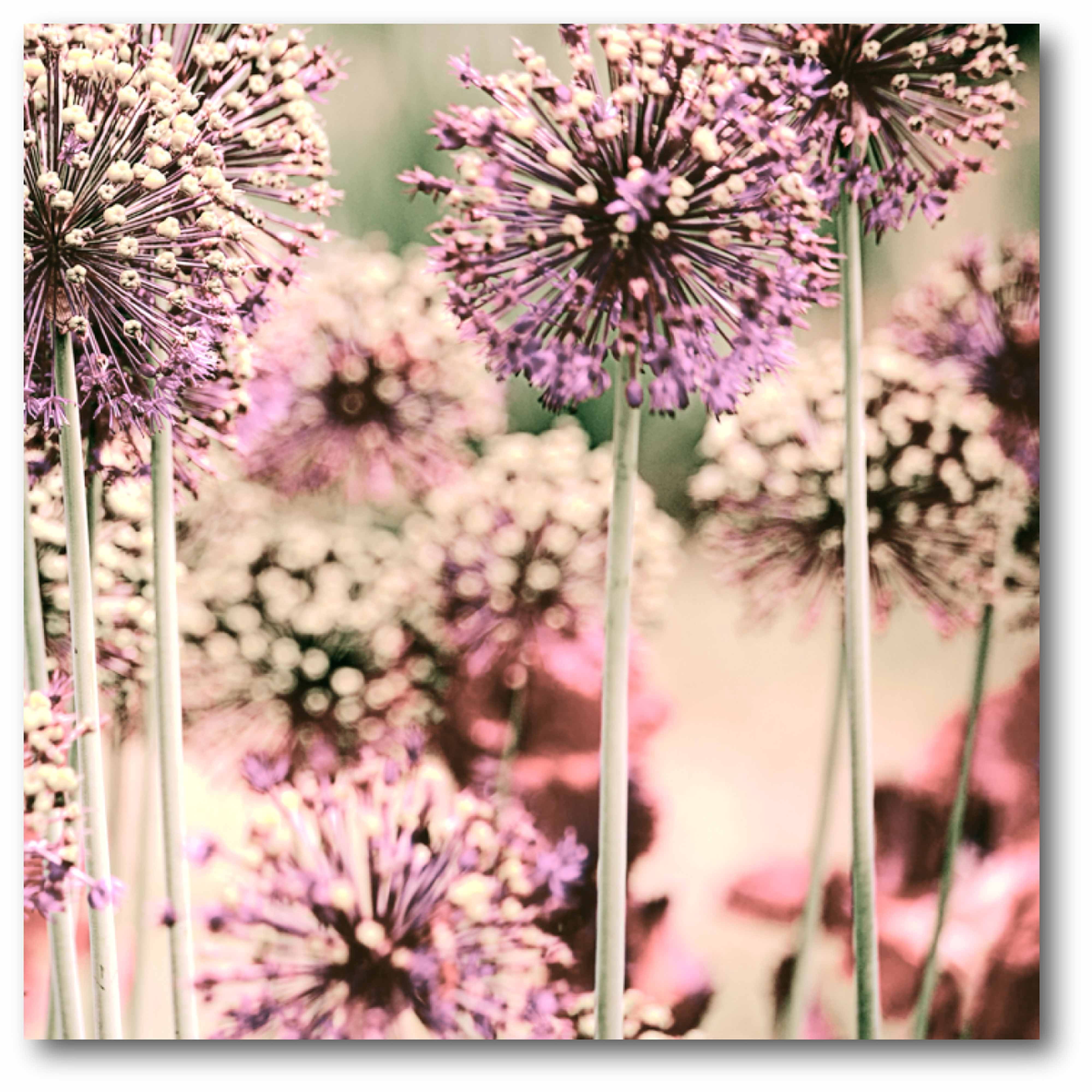 Giant Pink Allium I Gallery-Wrapped Canvas Wall Art, 16x16