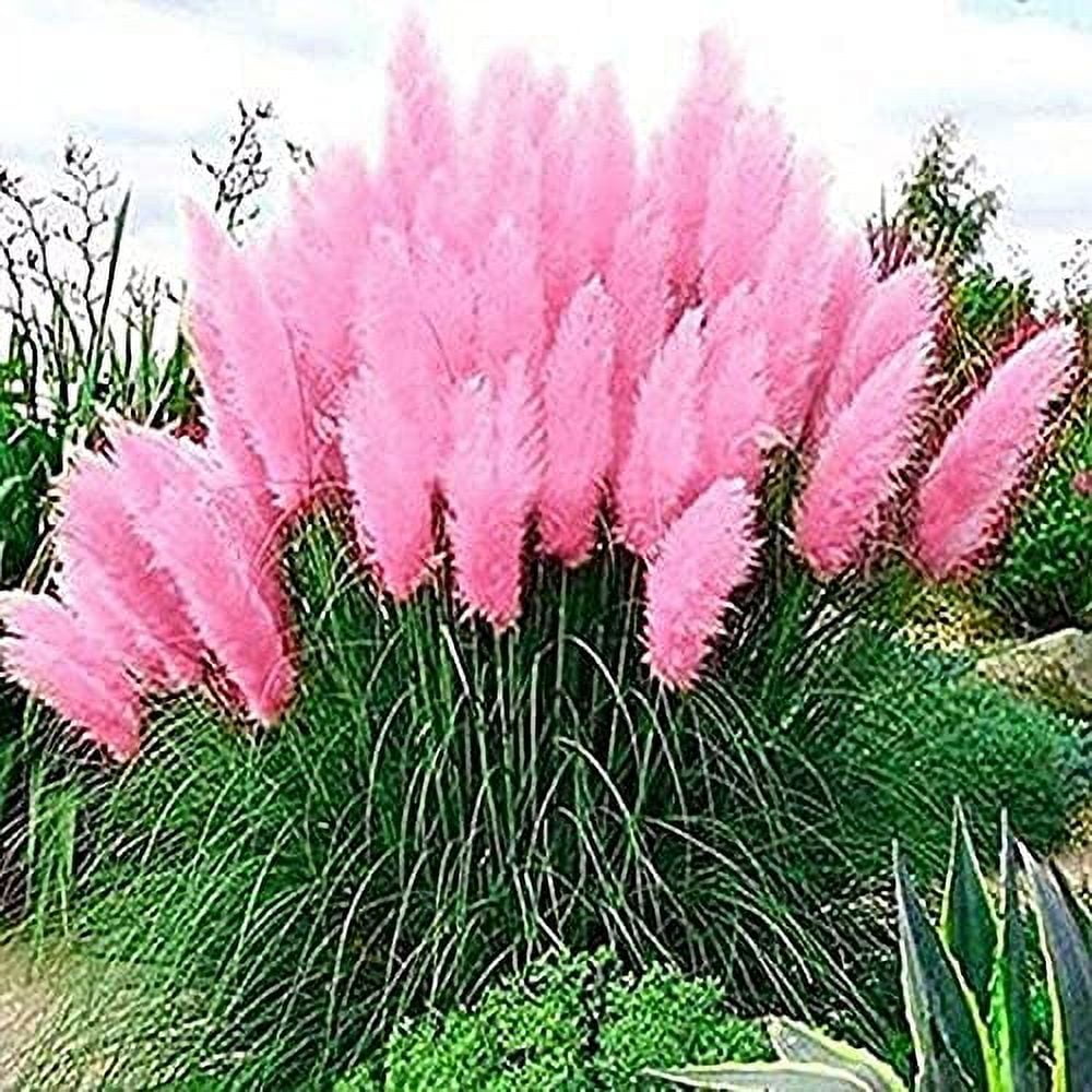 Giant Pink Pampas Grass Seeds 500 Seeds Ships from Iowa, Made in