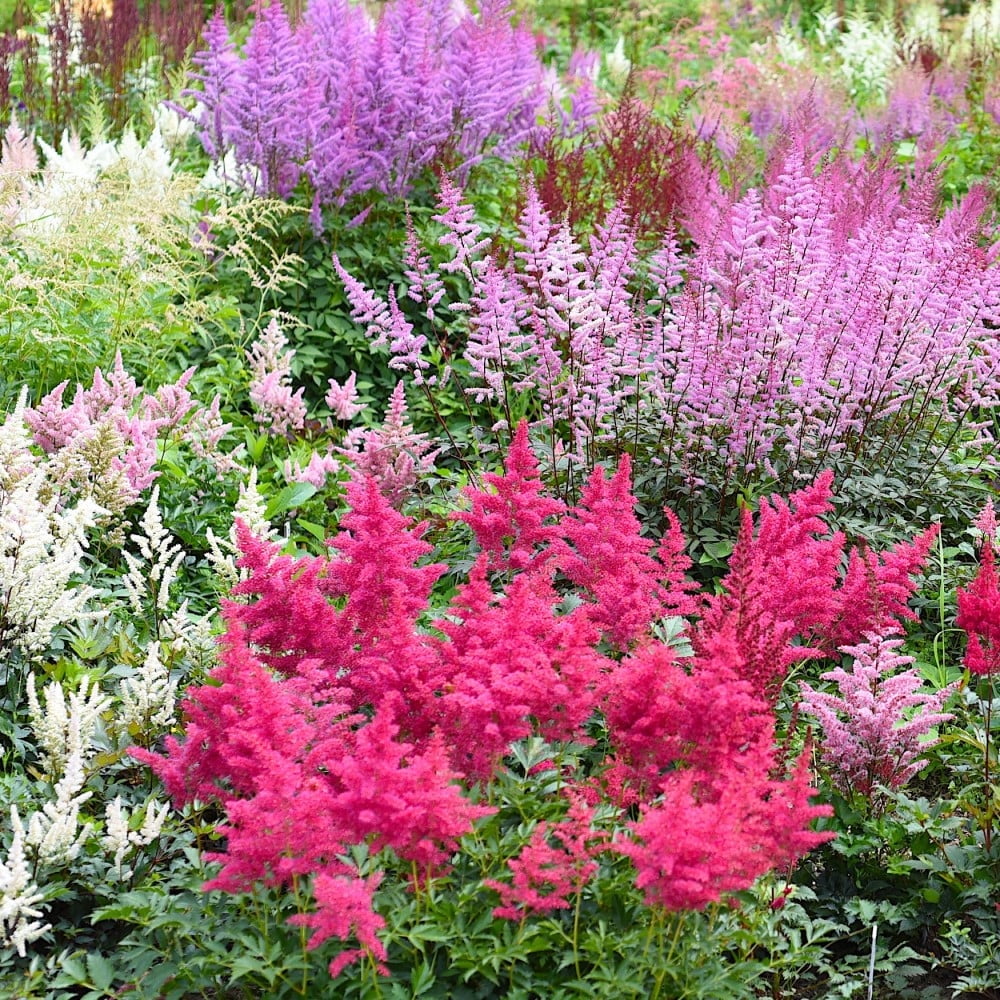 Giant Plume Astilbe Colorful Mix - 3 Bulbs - Red, White, Pink, Purple Flowers- Attracts Butterflies, Bees \u0026 Hummingbirds-Spring Garden Perennial