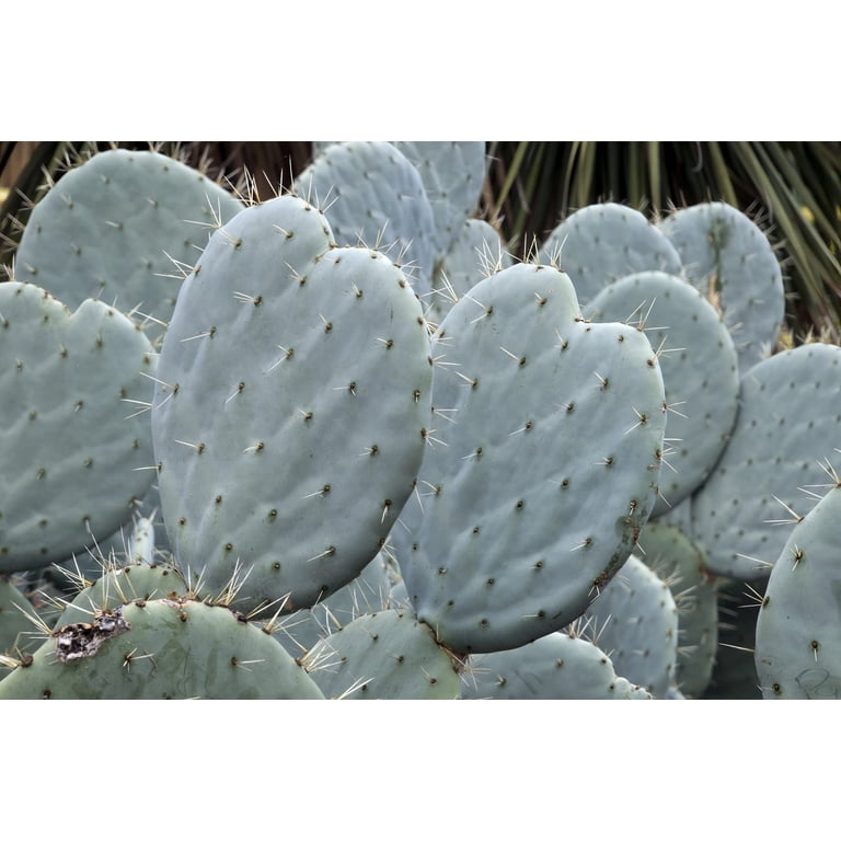small saguaro cactus Argentine Saguaro, Echinopsis terscheckii, Trichocereus – CactusWarehouse main image 1