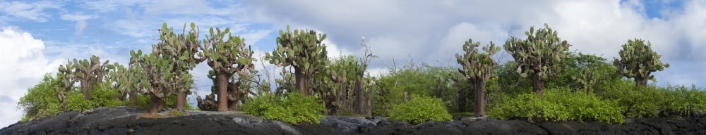 Giant Prickly Pear cactus plants in a forest Floreana Island Galapagos Islands Ecuador Canvas Art - Panoramic Images (36 x 12)