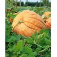 Giant Pumpkin Vegetable (20 Seeds) NonGMO Fresh Heirloom Fast