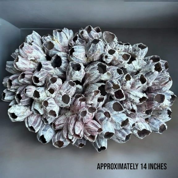 Giant Purple Cluster Rock Rare Natural Vintage Decorative Ocean Reef Stone Large Coastal Beach Home Decor Nautical Theme Aquarium Fish Tank Decoration