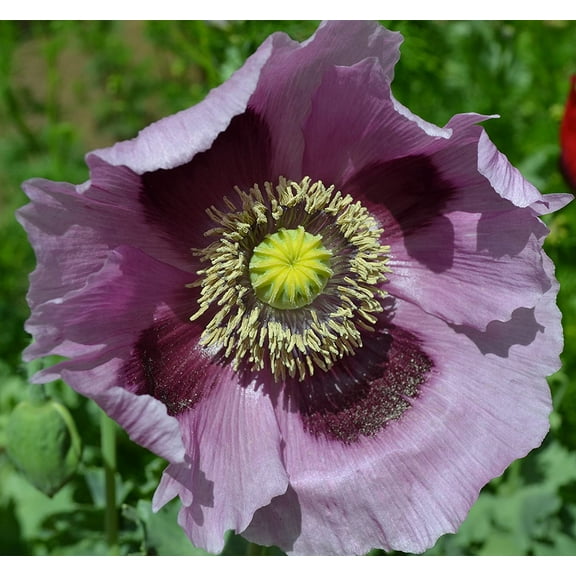 Sherwood's Seeds Purple Poppy Flower Seeds