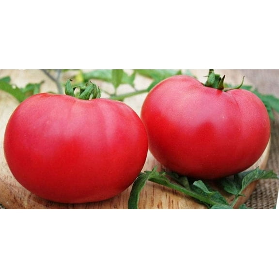 Giant Raspberry Malinowy Olbryzm Polish Tomato Premium Seeds Packet
