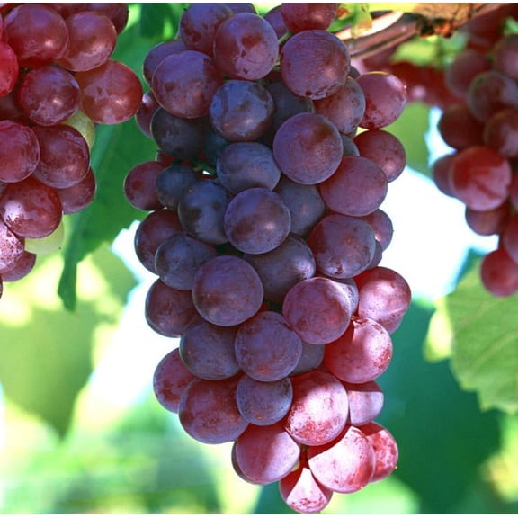 Giant Red Globe Grapes Vine, Sweet Grapevine Plant 4-8"Tall, No Pot