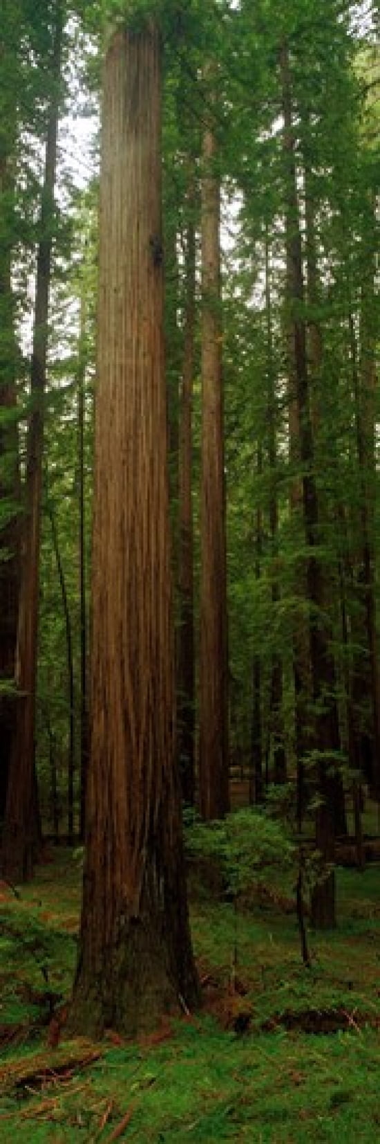 Giant Redwood Trees Ave of the Giants Redwood National Park Northern CA Canvas Art - Panoramic Images (18 x 6)