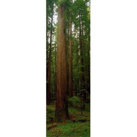 Giant Redwood Trees Ave of the Giants Redwood National Park Northern CA Poster Print by - 12 x 36