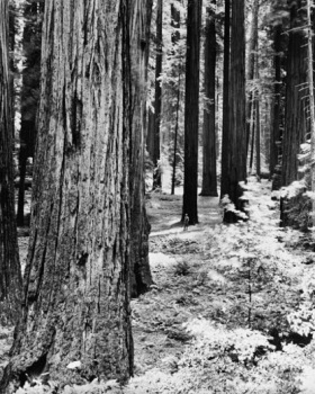 Giant Redwood trees in a forest California USA Canvas Art - (24 x 36)