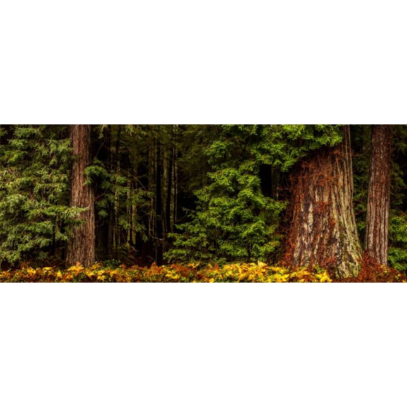 Giant Redwood trees in a forest, Humboldt Redwoods State Park, California, USA Poster Print by Panoramic Images (30 x 12)