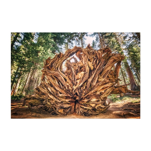 Giant Roots - California Photography Nature Forest Rustic Abstract Wilderness Unframed Wall Art Print 32 x 48 inches