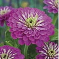 Giant Royal Purple Zinnia MMF7 Flower Seeds 150 Seeds