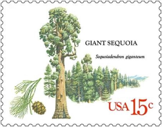 Giant Sequoia Canvas Art - US POSTAL SERVICE (22 x 28)