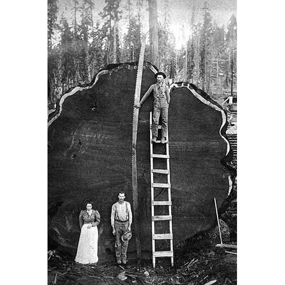 Giant Sequoia Log-Fine Art Canvas Print (20" x 30")