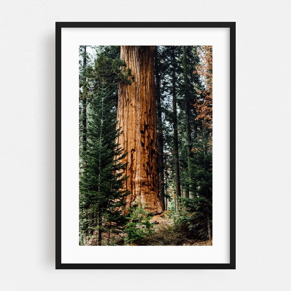 Giant Sequoia Redwood Tree - California Photography Forest Nature Woodland Wilderness Scenic Autumn Woods Black Framed Wall Art Print 16 x 24 inches