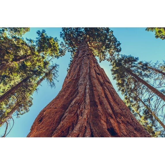 Giant Sequoia Tree Seedlings for Planting - Grow Giant Redwood Trees (1 ...