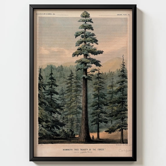 Giant Sequoia Tree Wall Art Print W P Blake Antique California ...