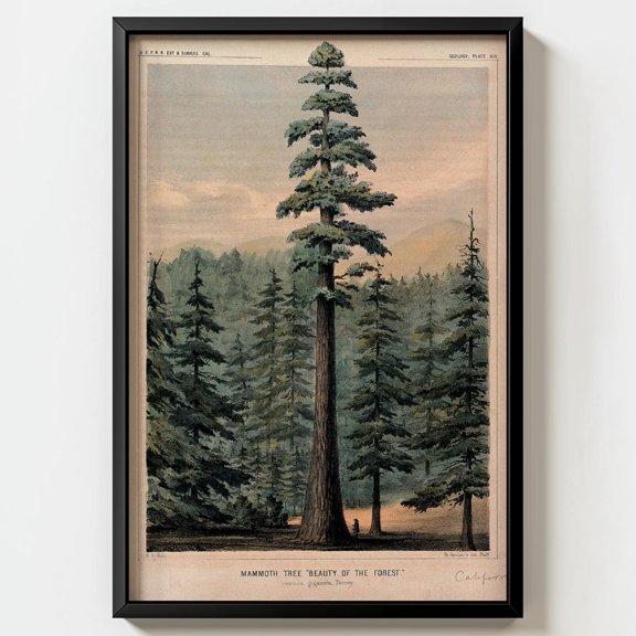 Giant Sequoia Tree Wall Art Print W P Blake Antique California Lithograph Decor Poster, Poster Only