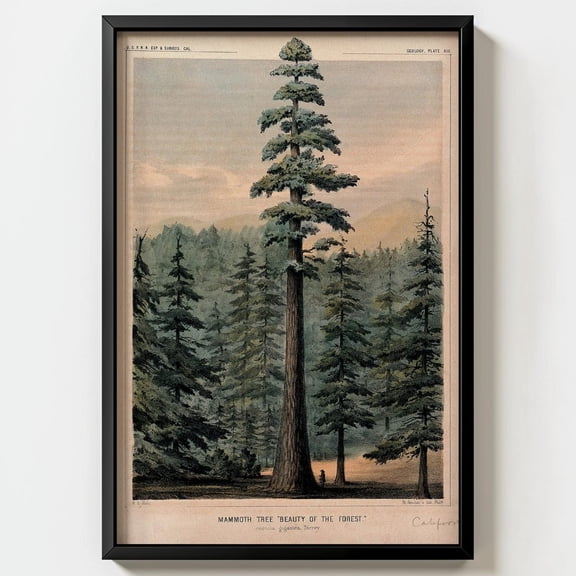 Giant Sequoia Tree Wall Art Print W.P. Blake Antique California Lithograph Decor