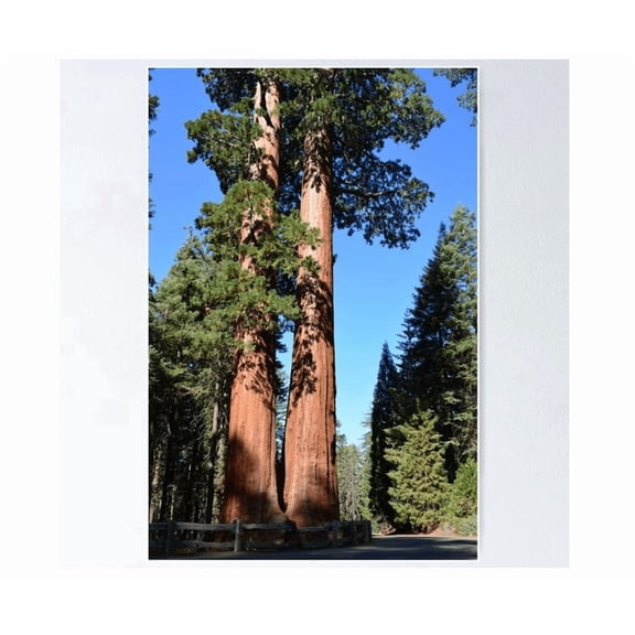 Giant Sequoia Trees In Sequoia National Park Poster Home Decor Office Wall Art
