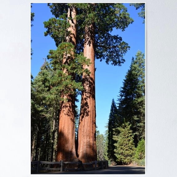 Giant Sequoia Trees In Sequoia National Park Poster , Poster Print Only