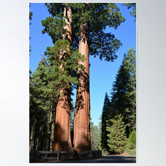 Giant Sequoia Trees In Sequoia National Park Poster Wall Art, Modern Wall Decor For Living Room Bedroom, 16x24 UNFRAMED