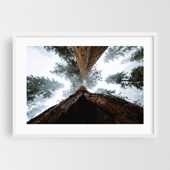 Giant Sequoia's Reaching through the Fog - California Photography Forest Nature Wilderness Woodland Foggy Scenic White Framed Wall Art Print 16 x 24 inches