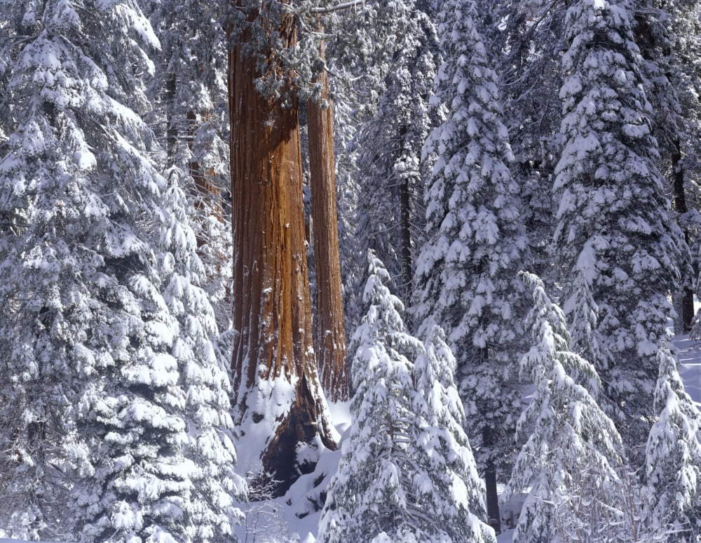 Giant Sequoia trees (Sequoiadendron giganteum) covered in snow in Grant Grove Kings Canyon Natl Park Canvas Art - Panoramic Images (27 x 9)